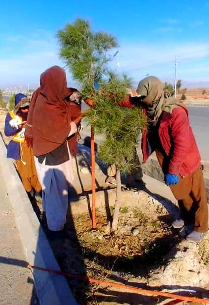د سرسبزۍ چاري