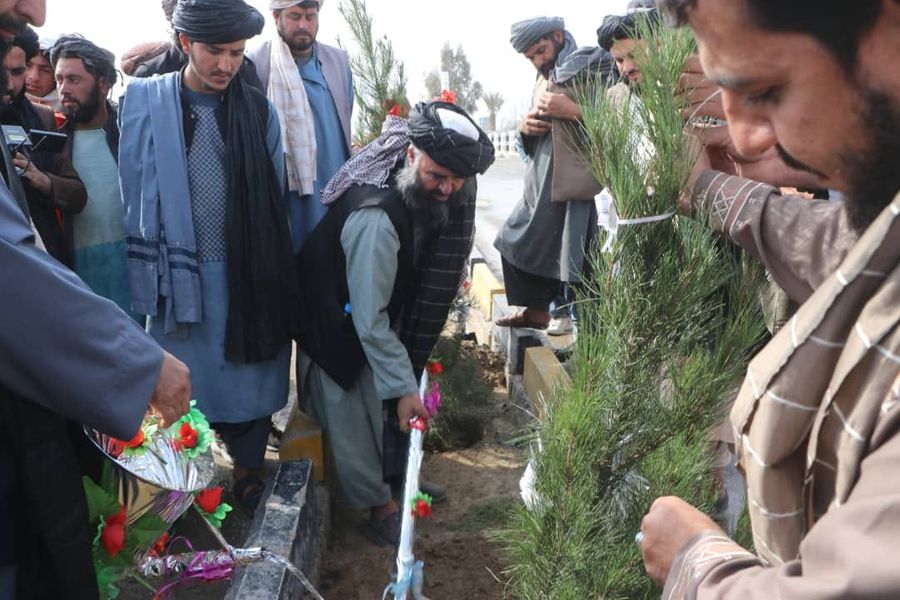 د نيالګيو کشينولو کمپاين
